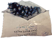 Mika Yokobori mail
